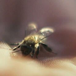 Guerlain - Abeille Royale Black Bee Honey Balm Extra-Nutrition Peaux Sèches Et Fragilisées -Parfumerie Burdin Boutique guerlain abeille royale black bee honey balm extranutrition peaux seches et fragilisees 4