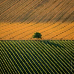 Guerlain - Aqua Allegoria Harvest Mandarine Basilic Eau De Toilette -Parfumerie Burdin Boutique guerlain aqua allegoria harvest mandarine basilic eau de toilette 5