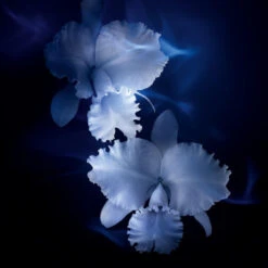 Guerlain - Orchidée Impériale La Crème Contour Yeux & Lèvres Défatigue Le Regard -Parfumerie Burdin Boutique guerlain orchidee imperiale la creme contour yeux levres defatigue le regard 4