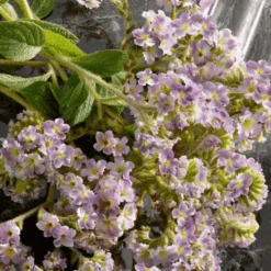 Dolce & Gabbana - Q Intense By Dolce&Gabbana Eau De Parfum Intense -Parfumerie Burdin Boutique q by dolce gabbana eau de parfum intense 4