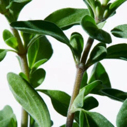 Shiseido - Ultimune Eye Concentré Activateur Yeux Énergisant -Parfumerie Burdin Boutique shiseido ultimune eye concentre activateur yeux energisant 3