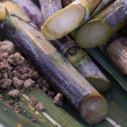 Shiseido - WASO Satocane Masque Purifiant SOS Pores -Parfumerie Burdin Boutique shiseido waso satocane masque purifiant sos pores 1