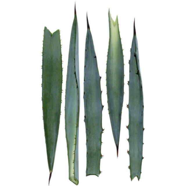 Clarins - Extra-Firming Yeux Expert Rides & Fermeté 4 Clarins - Extra-Firming Yeux Expert Rides & Fermeté – Image 4