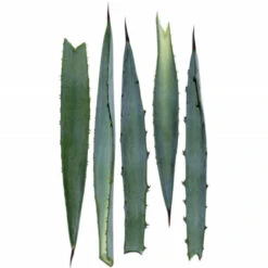 Clarins - Extra-Firming Phyto-Sérum - Concentré Lift-fermeté -Parfumerie Burdin Boutique soins visage soins quotidiens visage raffermissant et liftant extra firming phyto serum concentre lift fermete 3