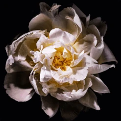 Yves St Laurent - Mon Paris Lumière Eau De Toilette -Parfumerie Burdin Boutique yves saint laurent mon paris lumiere eau de toilette 2